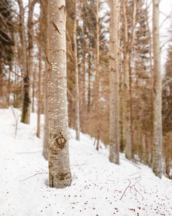 Trees in snow covered forest