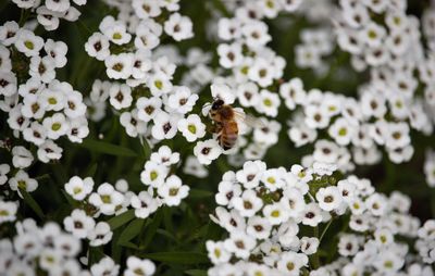 Close-up of bee pollinating on white flower