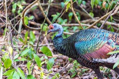 Close-up of peacock