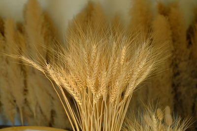 Close-up of wheat growing on field