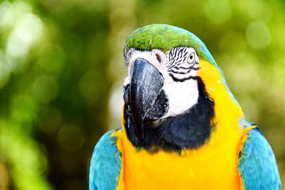 Close-up of a parrot