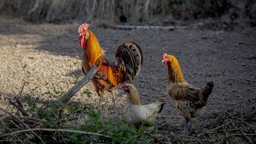 livestock