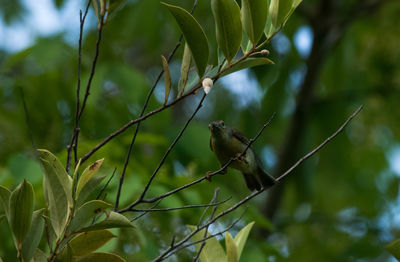 Low angle view of bird perching on tree