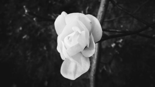 Close-up of fresh rose blooming outdoors