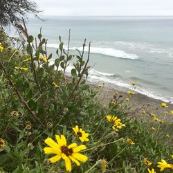 Close-up of yellow flowers by sea