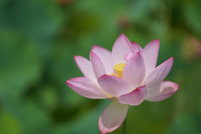 Close-up of pink water lily