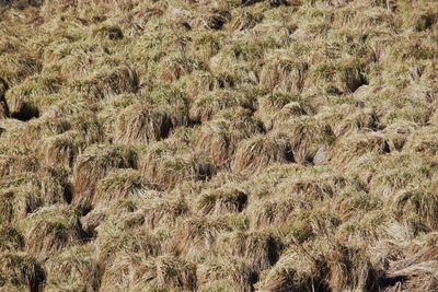 Plants growing on field