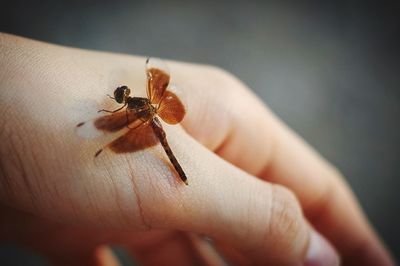 Close-up of insect on hand