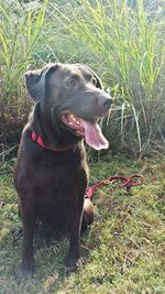 Dog standing on grassy field
