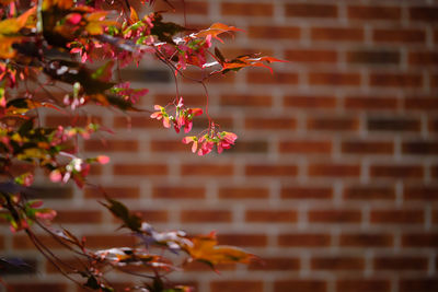 Close-up of flowering plant against wall