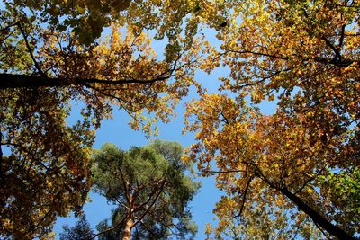 Low angle view of trees against clear sky