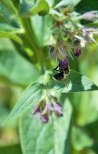 Close-up of bee pollinating on flower