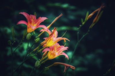 Close-up of orange flower