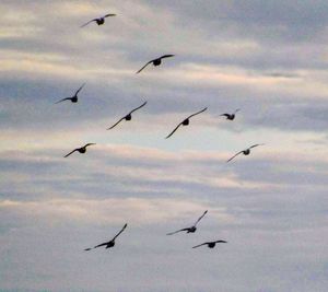 Low angle view of birds flying in sky