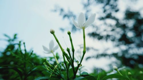 Close-up of white flowering plant