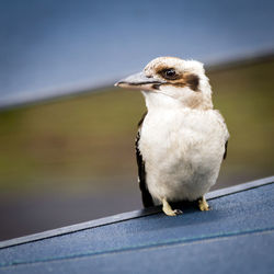 Wild kookaburra bird in the grampians region of australia