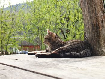 Cat sitting on wood