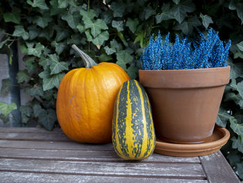 Close-up of pumpkins on potted plants