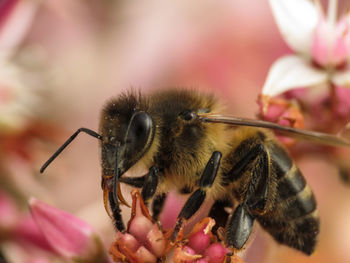 Close-up of bee pollinating on pink flower