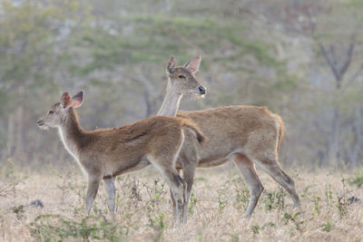 Side view of deer standing on field