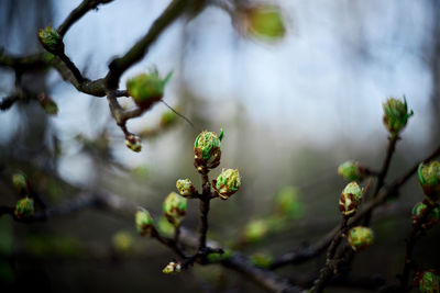 Close-up of flowering plant against blurred background