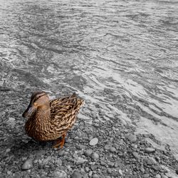 High angle view of a mallard duck