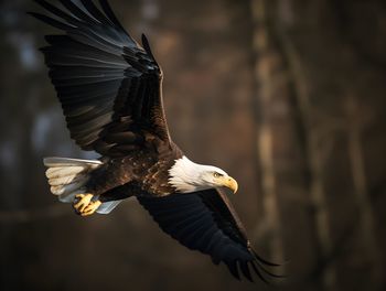 Majestic Eagle