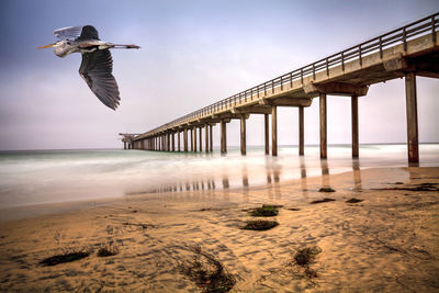 Great blue heron over an overcast cloudy day over scripps pier beach in la jolla