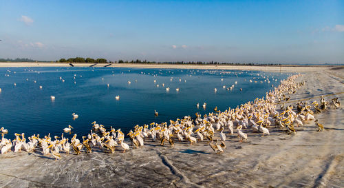 View of seagulls on beach against sky