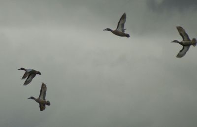 Low angle view of birds flying in sky