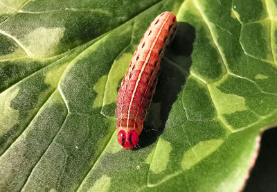 High angle view of insect on leaf