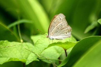 Close-up of butterfly on leaf