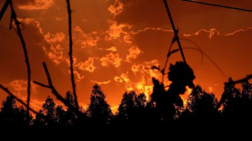 Low angle view of silhouette trees against orange sky