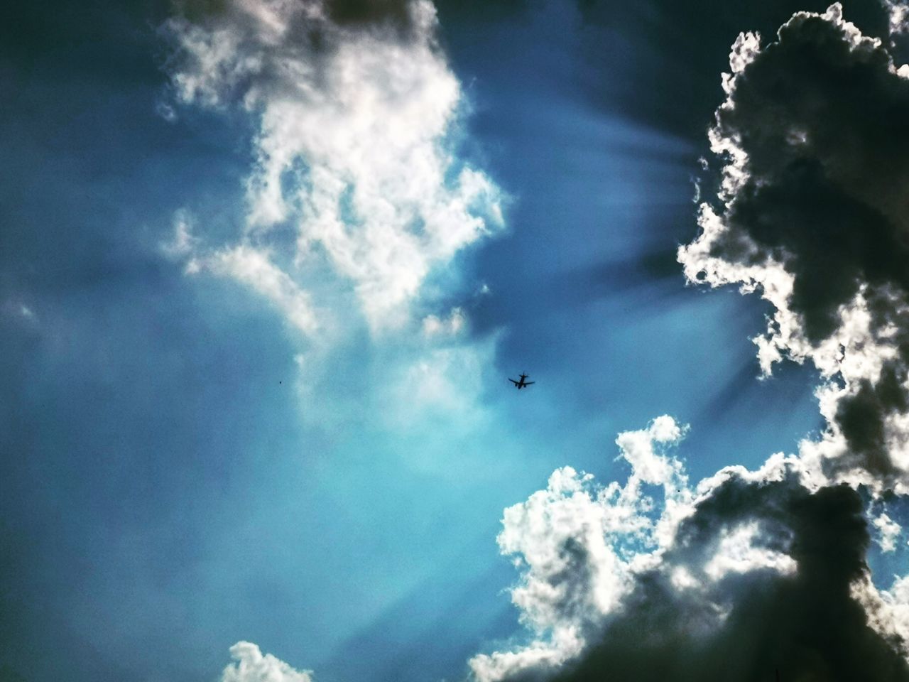 cloud - sky, sky, low angle view, flying, animal themes, bird, animal, vertebrate, beauty in nature, day, nature, mid-air, animal wildlife, no people, one animal, airplane, air vehicle, animals in the wild, sunlight, scenics - nature, outdoors, meteorology