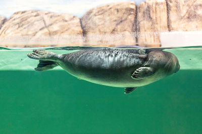 The baikal seal swims under water. seal in the aquarium. observation of the animal world