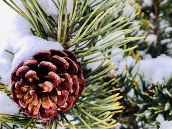 Close-up of pine cone on tree during winter