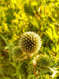 Close-up of flower growing outdoors