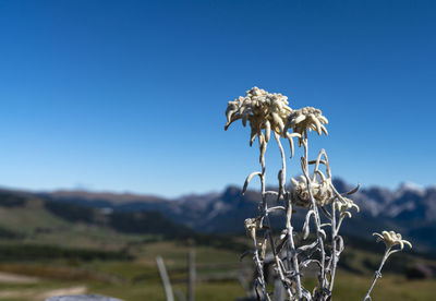 Close-up of wilted plant on field against clear blue sky