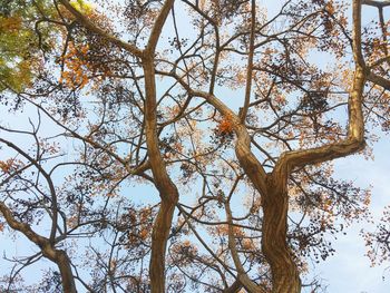 Low angle view of trees