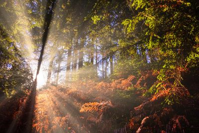 Low angle view of trees in forest