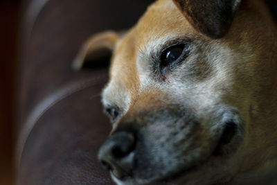 Close-up of dog looking away