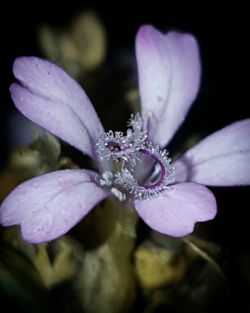 Close-up of flowers against blurred background