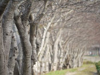 Bare trees against sky