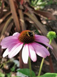 Close-up of bee on pink flower