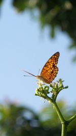 Close-up of butterfly pollinating on flower