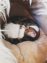 Close-up of dog sleeping on bed at home