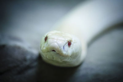 High angle view of lizard on table