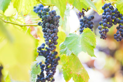 Close-up of grapes growing in vineyard