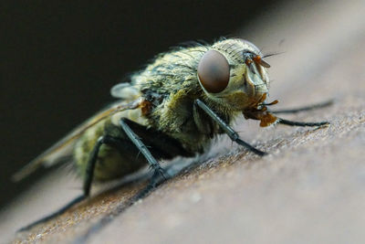 Close-up of insect