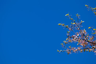 Low angle view of flowering tree against clear blue sky